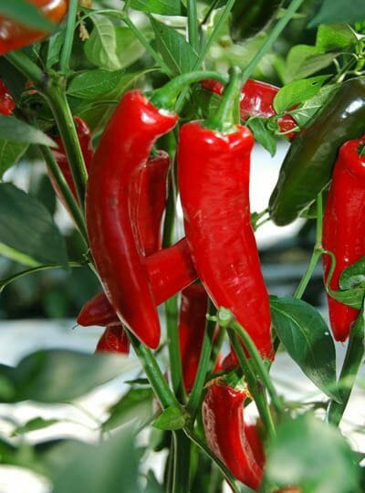 Capsicum Chilli Pepper "Cayenne"