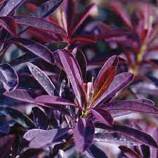 The Euphorbia 'Chameleon' plant features purple leaves with elongated, glossy blades, gracefully adorned with visible water droplets.