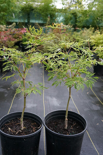 Acer 'Fairy Lights' Japanese Maple (Standard) trees in 13'' pots at a nursery.