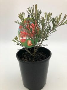 A small potted plant with thin, green leaves in a 6" pot and a colorful tag labeled "Grevillea 'Winpara Gem' 6" Pot" attached to it, set against a plain white background.