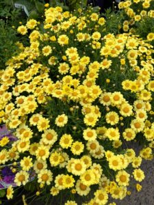 A thriving cluster of Argyranthemum 'Yellow' Marguerite Daisy in a 6" pot, featuring vibrant yellow blooms and lush green foliage, viewed from above on a natural outdoor surface.