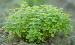 Mint 'Moroccan' 4" Pot