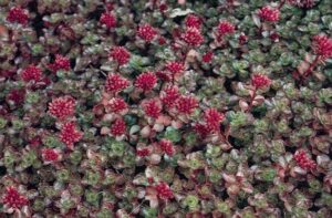 Sedum "Dragon's Blood"