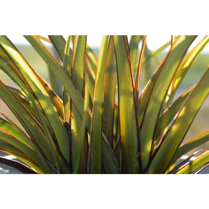 A close-up of Phormium 'Surfer Boy' Flax in a 6" pot reveals tall, green leaves edged in red, beautifully illuminated by sunlight.