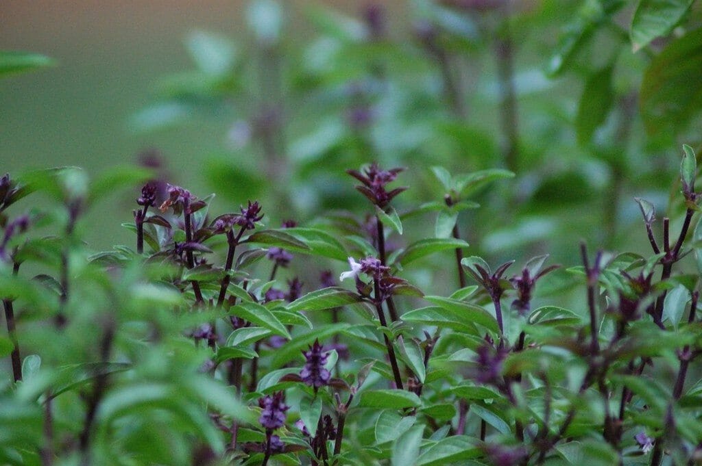 Thai Basil