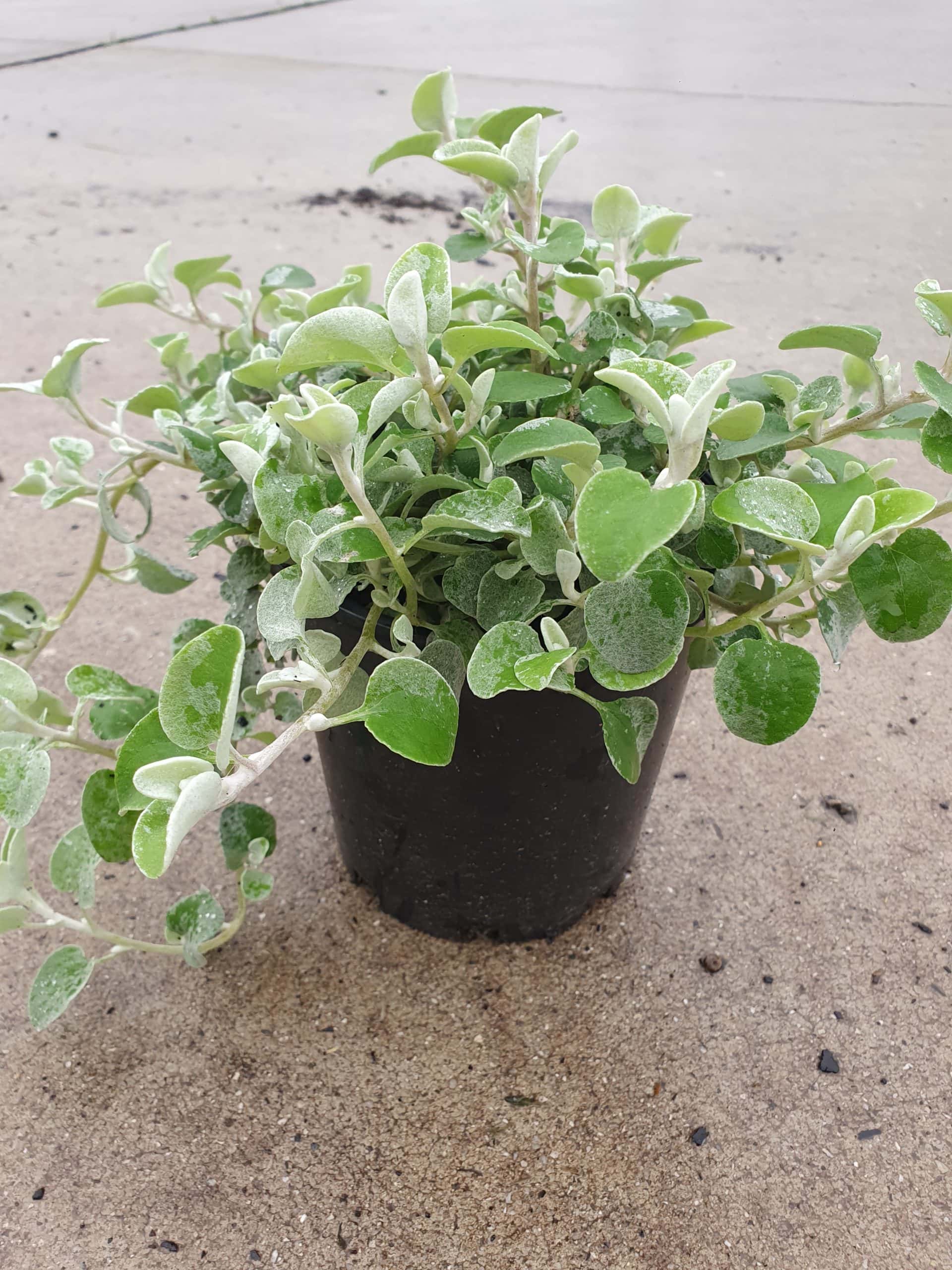 A potted dust-covered Helichrysum 'Licorice' 8" Pot plant on a concrete surface.