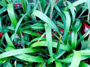 Dianella "Cherry Red"