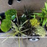 A variety of potted plants on a metal cart, inspired by a Japanese Garden Makeover, with someone's feet visible at the top of the image.