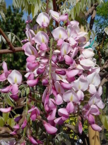 Wisteria "Showa Beni"