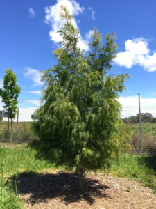 Acacia "Green Screen"