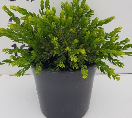 Acacia 'Honey Bun' 8" Pot