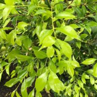 Close-up of Acmena 'Sublime' Lilly Pilly leaves with raindrops, showcasing a lush and healthy plant against a blurred natural background.