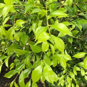 Close-up of Acmena 'Sublime' Lilly Pilly leaves with raindrops, showcasing a lush and healthy plant against a blurred natural background.