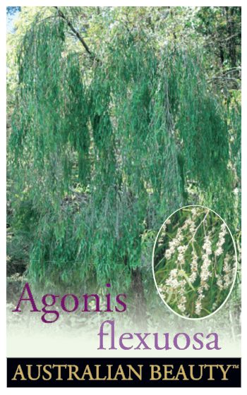 Agonis 'Willow Myrtle'