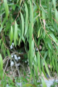 A close-up of long, slender green leaves hanging gracefully from Agonis 'Willow Myrtle' branches, set against a blurred backdrop of more foliage.
