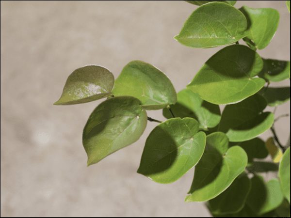 A close-up shows green leaves of Cercis 'Chinese Redbud' 8" Pot against a neutral, blurred background.