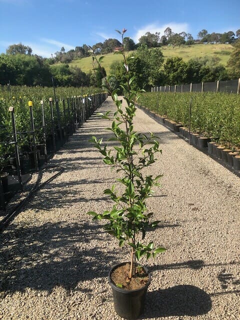 A Camellia sasanqua 'Asakura' 10" Pot sits on a gravel path at a nursery, surrounded by rows of other potted plants with a grassy hill visible in the background.