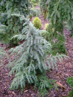 Cedrus "Divinely Blue"