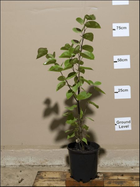 A Cercis 'Chinese Redbud' in an 8" pot stands by a wall with height markers at ground level, 25 cm, 50 cm, and 75 cm; its lush foliage extends just above the 75 cm mark.