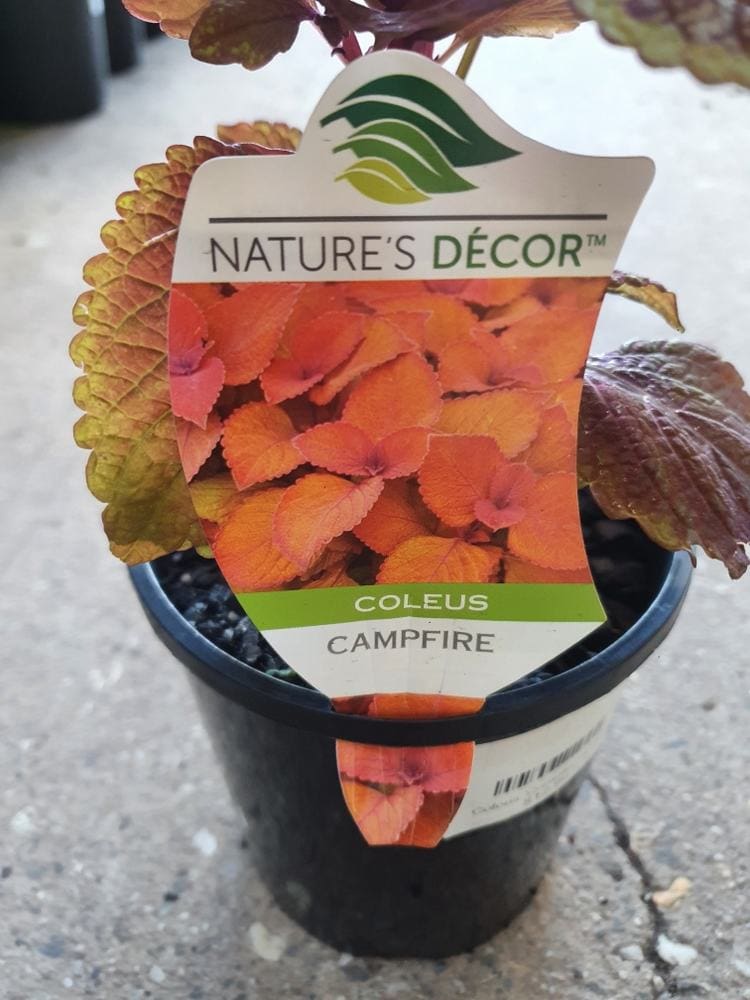 Coleus 'Campfire' 6" Pot