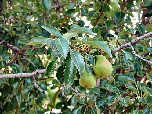 Unripe Pyrus 'Red D'Anjou' Pear 12" Pot pears hanging from a branch amidst green leaves.