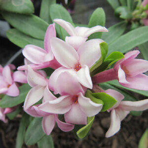 Daphne 'Spring Pink' Eternal Fragrance™ in a 7" pot features pink and white flower clusters with green leaves, flourishing above the soil.