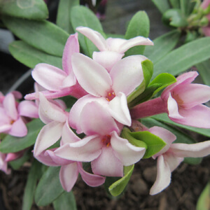 Daphne 'Spring Pink' Eternal Fragrance™ in a 7" pot features pink and white flower clusters with green leaves, flourishing above the soil.