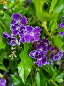 The Duranta 'Geisha Girl' displays purple flowers with white edges, elegantly set against vibrant green foliage.