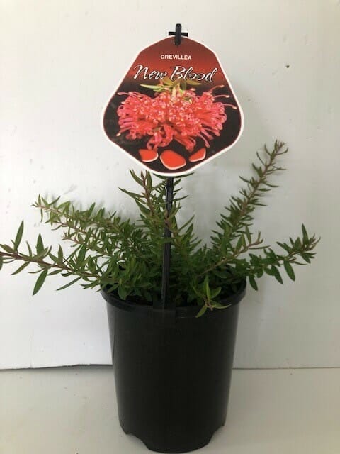 A Grevillea 'New Blood' 6" Pot with a label showing its flower, against a white background.