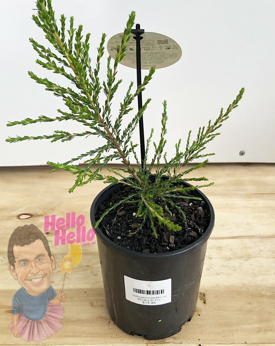 Leptospermum 'Mozzie Blocker™' 6" Pot