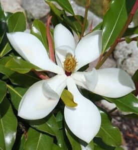 Magnolia 'St Mary' 16" Pot