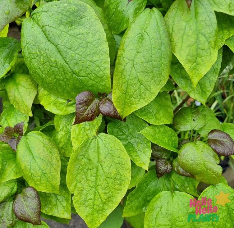 Catalpa 'Purple Indian Bean' Tree 13" Pot