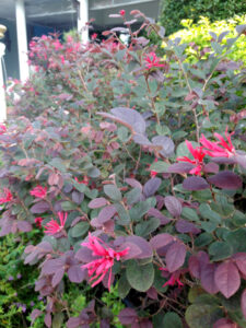 The Loropetalum 'Purple Prince' 7" Pot is a dense shrub with purple leaves and bright pink flowers, perfect for adding striking color in front of homes or among green foliage.