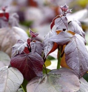 Catalpa x Erubescens Purpurea