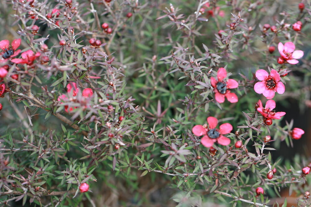 Blossoming pink flowers amidst sharp green thorns on a Leptospermum 'Wiri Donna' Tea Tree 6" Pot bush.
