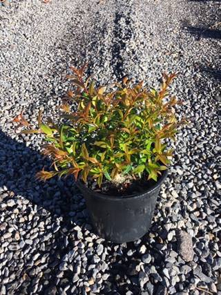 A potted Syzygium 'Bush Christmas' Lilly Pilly 8" Pot with green and red leaves on a bed of small gray pebbles under sunlight.