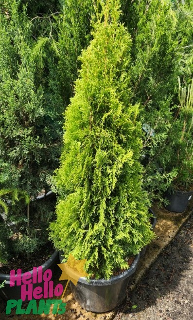 This Thuja 'Smaragd' Conifer, planted in a 13" pot, features vibrant green foliage and stands tall and conical, gracefully complementing the paved surface.