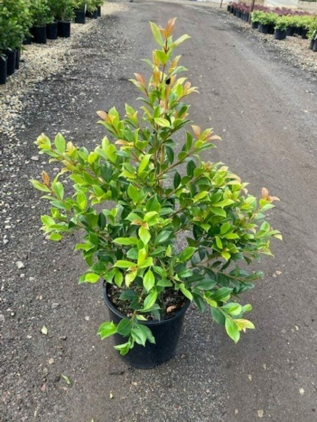 Syzygium 'Backyard Bliss' Lilly Pilly 8" Pot