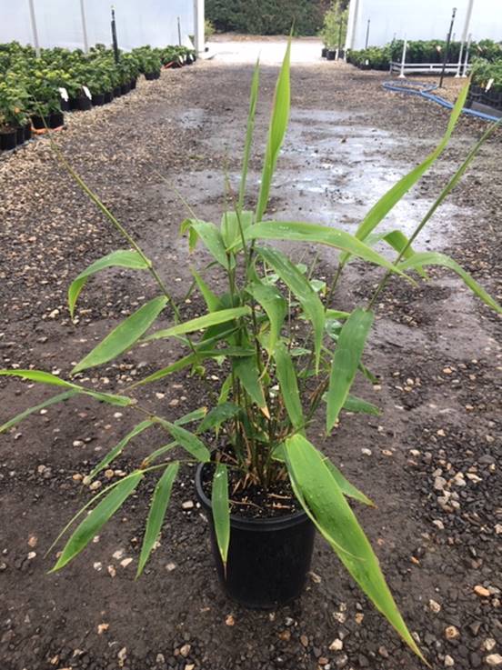 An 8" Thysanolaena 'Tiger Grass' bamboo pot, showcasing long, slender green leaves, rests elegantly on the gravel path in an outdoor nursery setting.