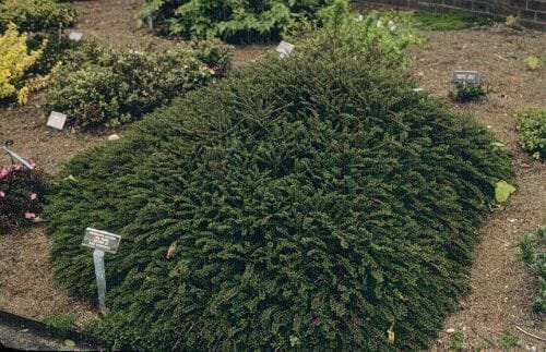 A lush, dense Cotoneaster 'Rock Cotoneaster' 6" Pot with dark green foliage in a garden, accompanied by informational signs.