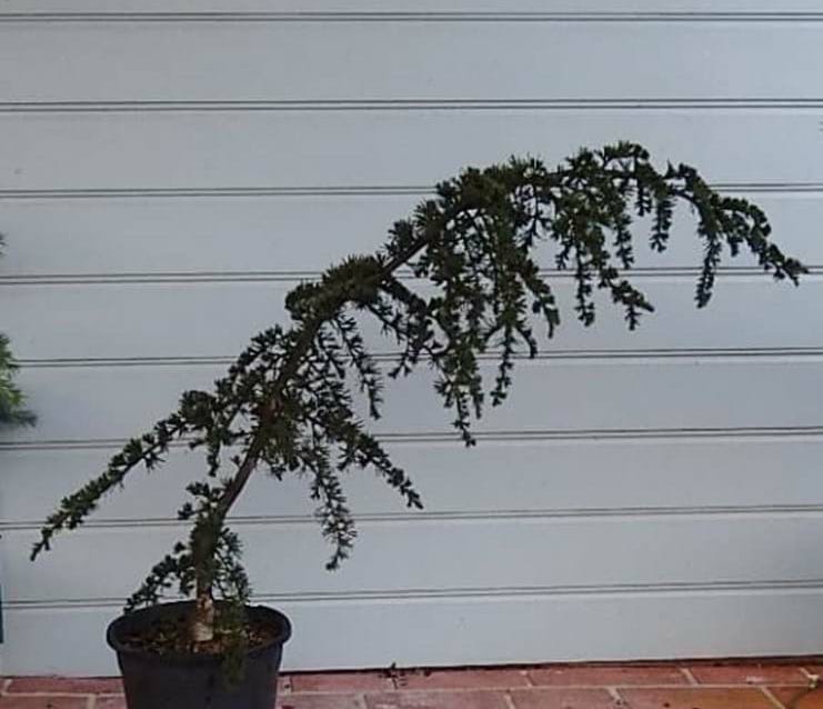 Cedrus "Cyprian Cedar"