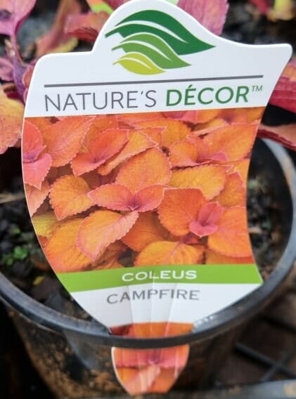 Coleus 'Campfire' 6" Pot