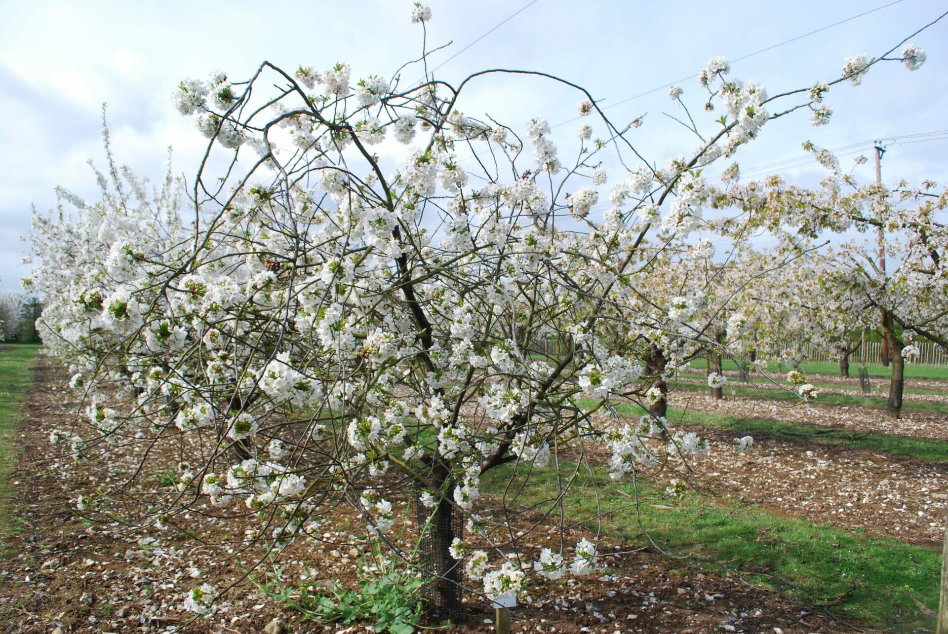 Fruiting Cherry "Morello"