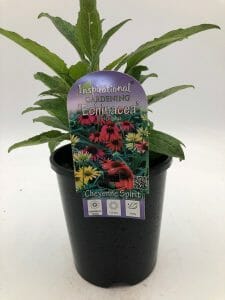 A 6" potted Echinacea 'Cheyenne Spirit' Coneflower with a label reading "Inspirational Gardening Echinacea Cheyenne Spirit," featuring images of vibrant pink and yellow blooms.
