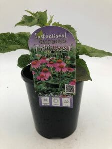 A young Echinacea 'Pow Wow Wild Berry' coneflower in a 6" black plastic pot. The label displays vibrant blooms and reads "Inspirational Gardening Echinacea.