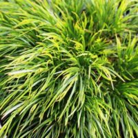 Close-up of Acacia 'Mini Cog' featuring green, grass-like foliage and thin, elongated leaves.