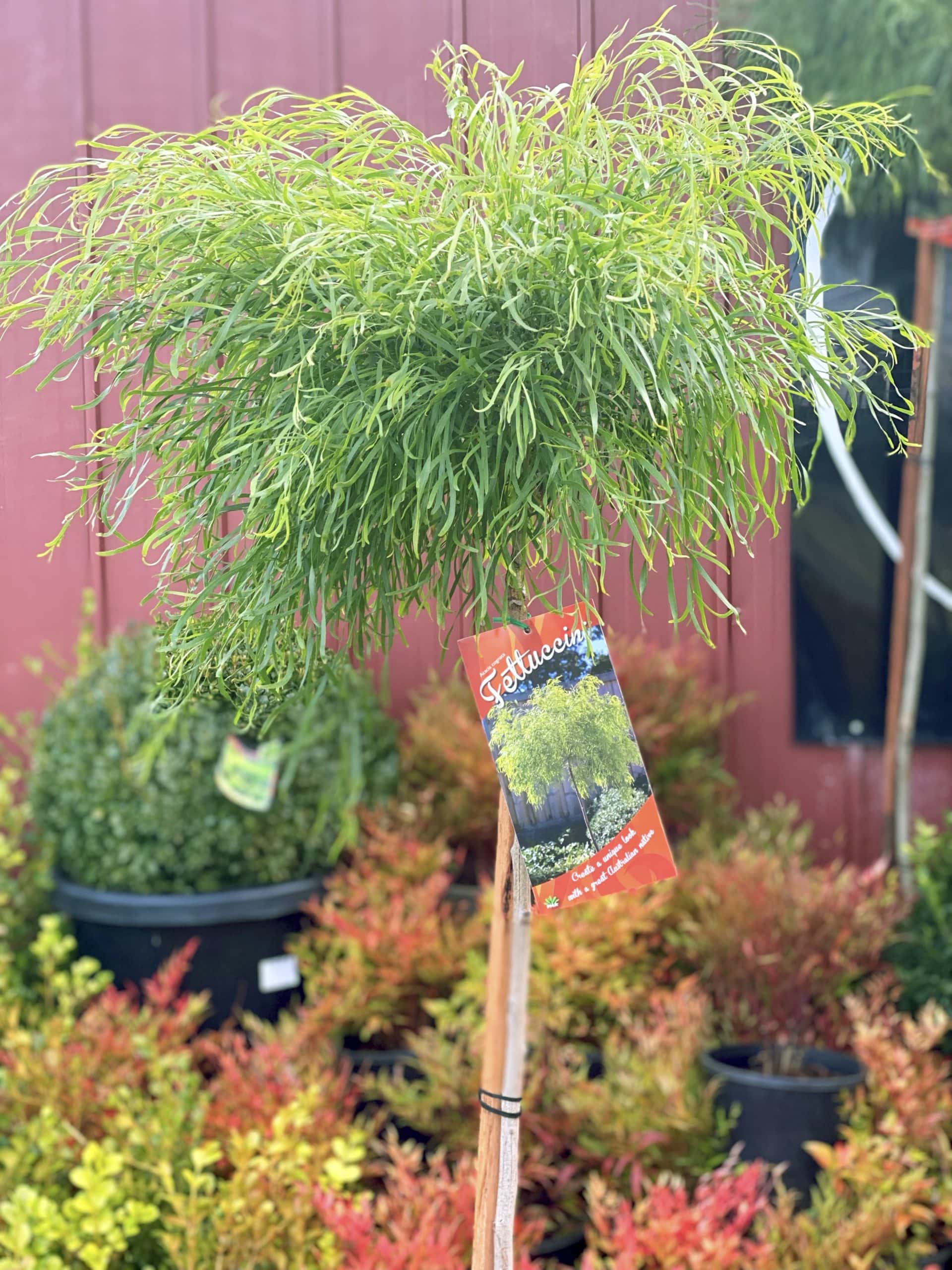 Acacia 'Fettuccini' Standard 12" Pot