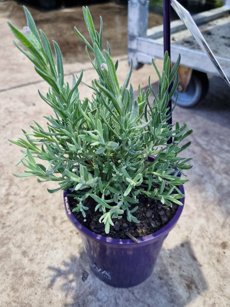 Lavandula Lavinnova®'The Princess' Lavender