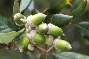 A cluster of green acorns with textured caps is attached to a Quercus 'Holly Oak' 16" Pot branch, surrounded by lush green leaves.