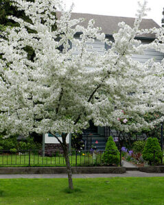 Crabapple "Golden Raindrops"